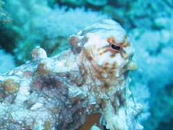 Octopus in Dahab by Dominique Schuelin 